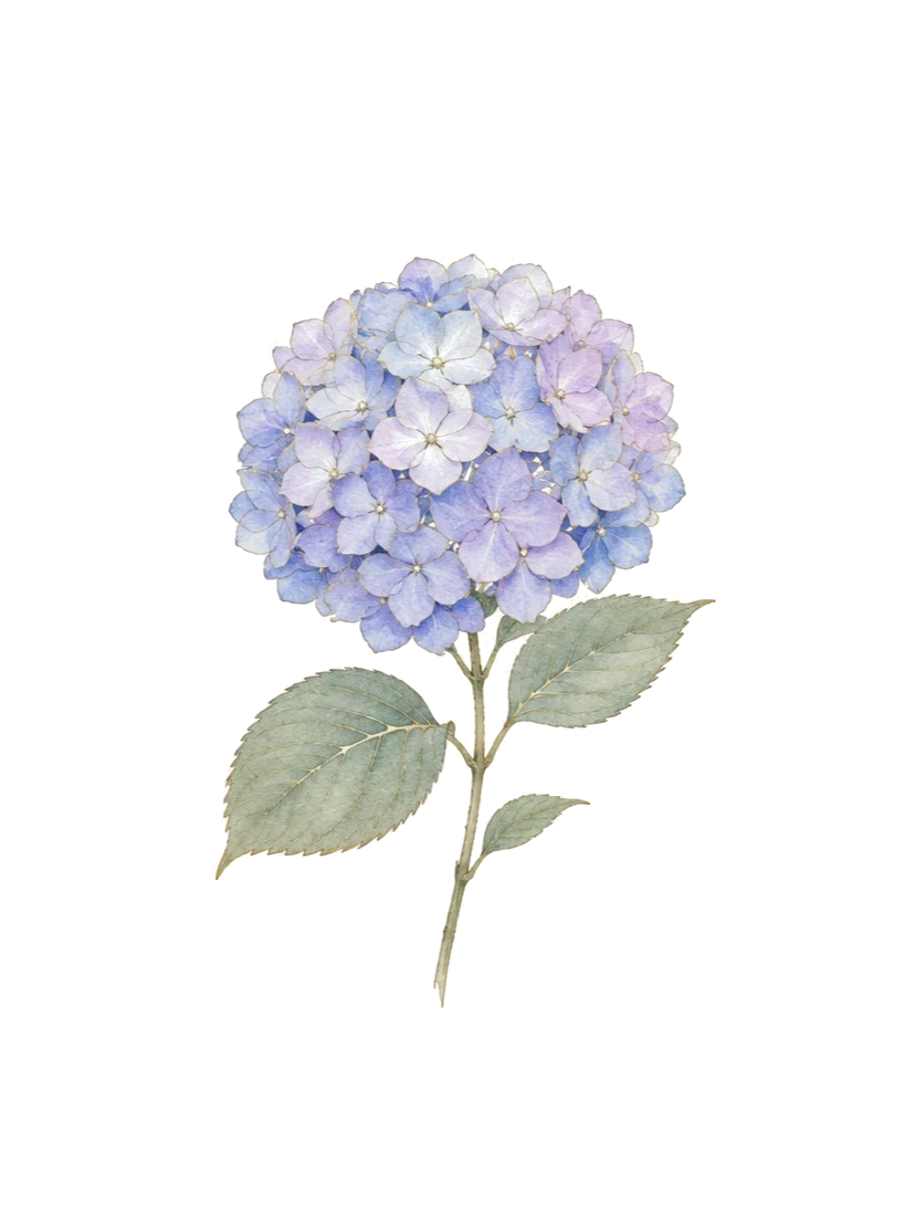 수국
